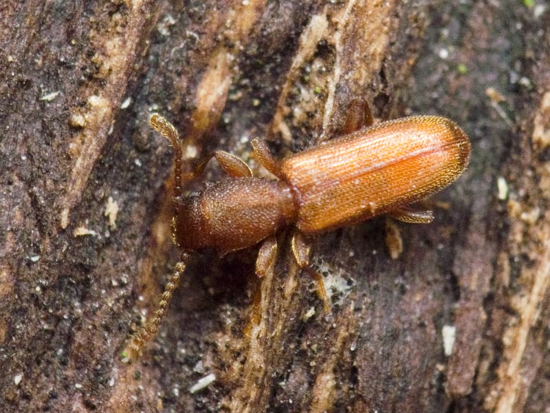 Silvanus unidentatus (A. G. Olivier, 1790)
